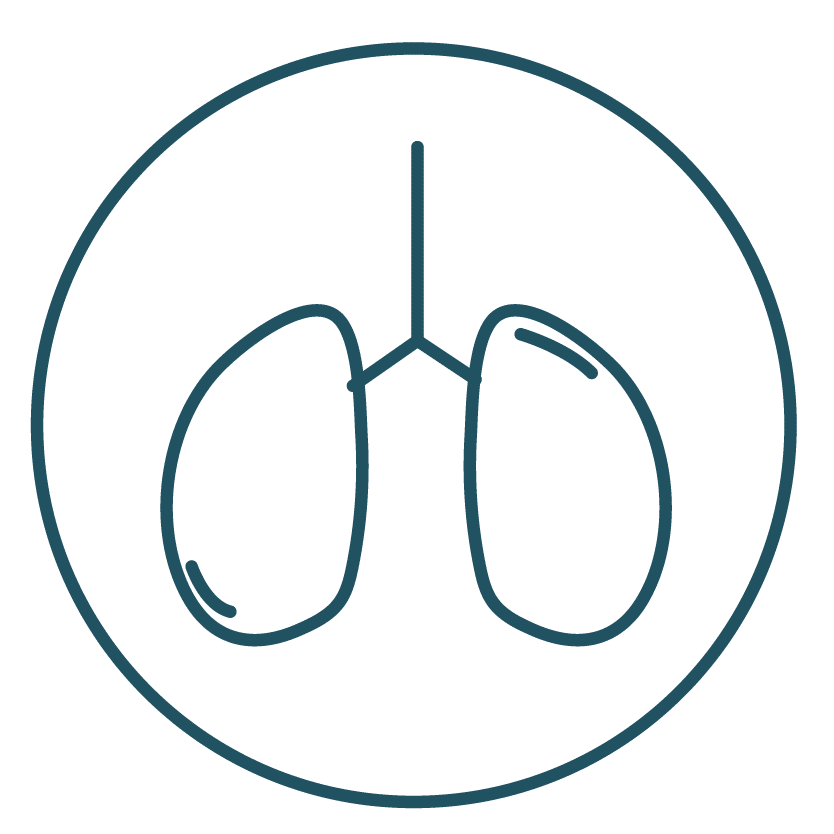 This is an icon of a pair of lungs.