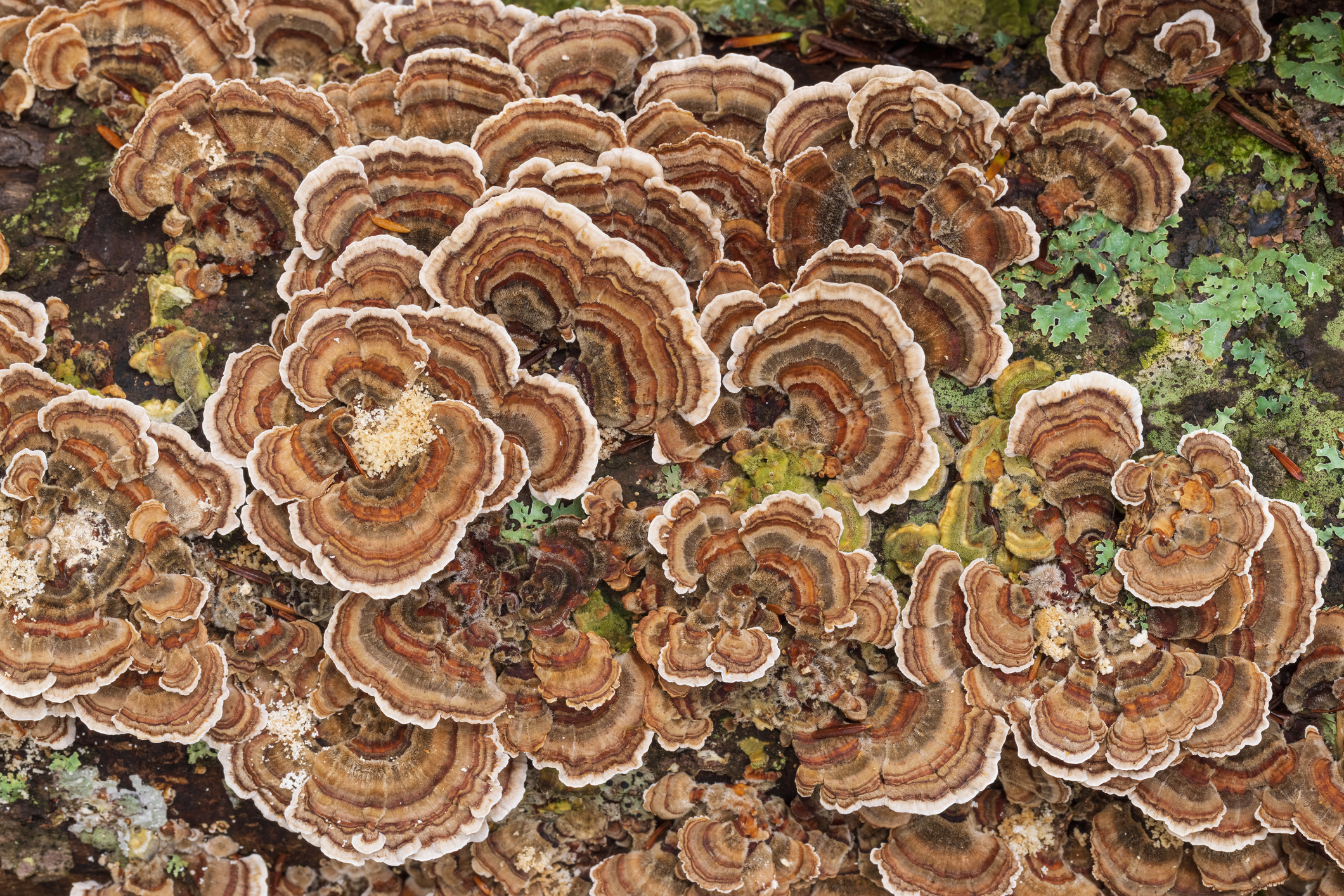 Turkey Tail mushroom (Trametes versicolor ) growing on a decaying tree in a forest in Halifax, Nova Scotia, Canada