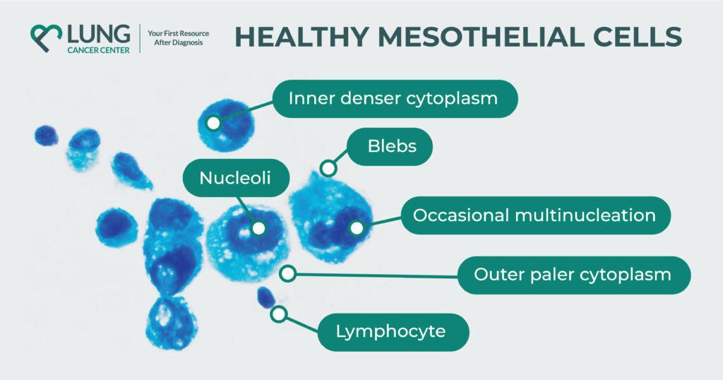 What are mesothelial cells function and structure