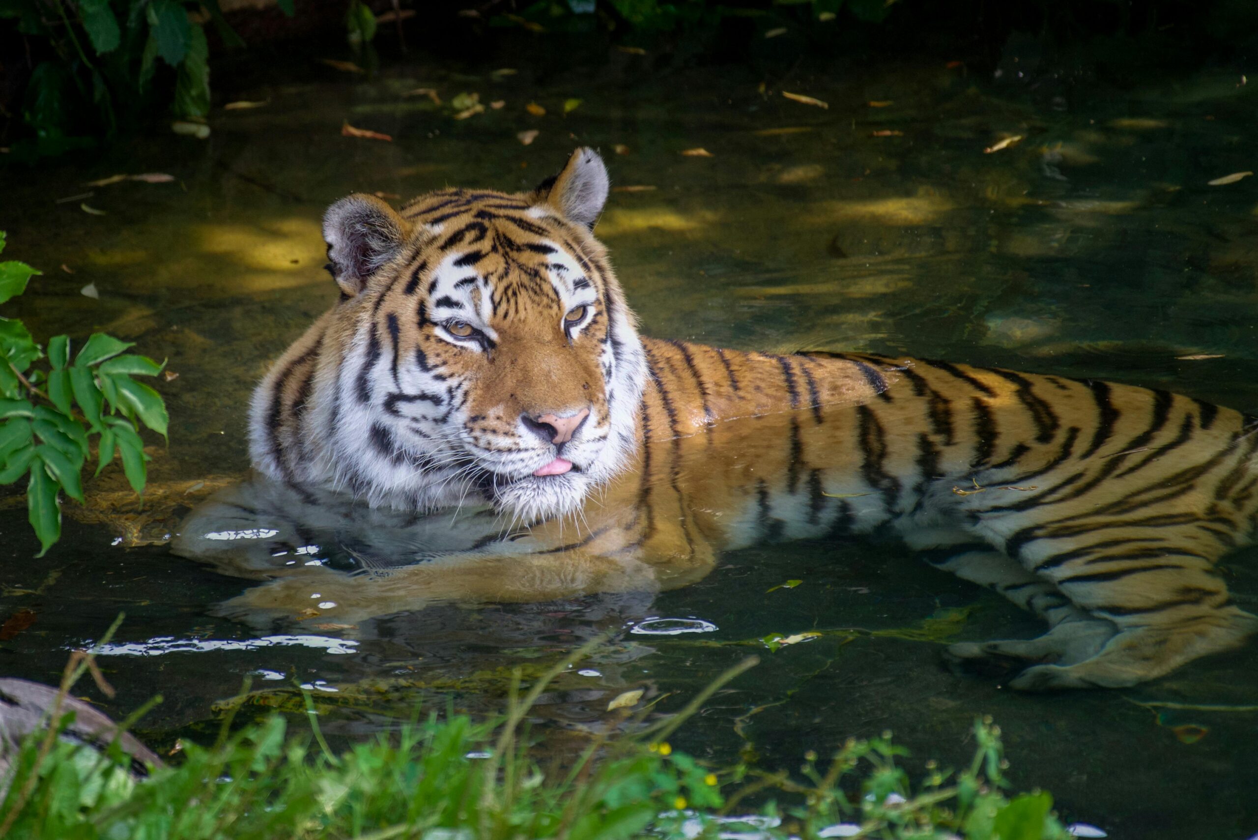 Image of tiger facing animal asbestos exposure